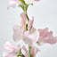 Sweetpea Light Pink - Pack of 36