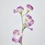 Sweetpea Pink
