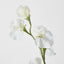 Sweetpea White - Pack of 36