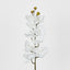 Phalaenopsis Orchid White