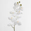 White Phalaenopsis Orchird Yellow Stamen