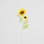 Sunflower Stem With 2 Heads