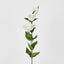 Lisianthus Spray White - Pack of 36