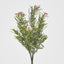 Wild Daisy Bush Pink