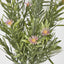 Wild Daisy Bush Pink