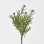 Wild Daisy Bush Purple