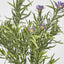 Wild Daisy Bush Purple