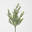 Wild Daisy Bush White