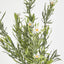 Wild Daisy Bush White
