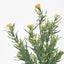 Wild Daisy Bush Yellow