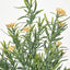 Wild Daisy Bush Yellow