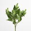 Allium Seed Bush Green - Pack of 24
