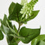 Allium Seed Bush Green - Pack of 24
