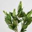 Allium Seed Bush Green - Pack of 24