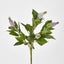 Allium Seed Bush Purple