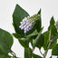 Allium Seed Bush Purple
