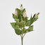 Allium Seed Bush Pink