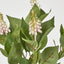 Allium Seed Bush Pink