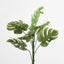 Monstera Bush