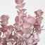 EucalyptusÂ Bush Pink - Pack of 24