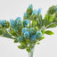 Hop Bush Blue