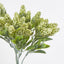 Hop Bush Green