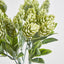 Hop Bush Green