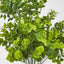 Mini Baby Eucalyptus Bush Green - Pack of 24