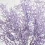 Coral Bush Purple