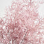 Coral Bush Pink