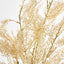 Pampas Grass Bush Cream