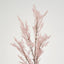 Pampas Grass Bush Pink