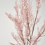 Pampas Grass Bush Pink