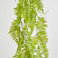 Hanging Fern Green