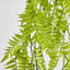 Hanging Fern Green