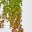 Hanging Eucalyptus Green Red - Pack of 24