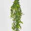 Hanging Buxus Greenery