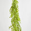 Button Hanging Fern - Pack of 24