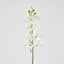 Phalenopsis Orchid
