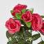 Hanging Rose Bush Fuchsia - Pack of 12