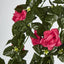 Hanging Rose Bush Dark Pink