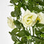 Hanging Rose Bush White
