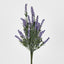 Lavender Bush Dark Purple