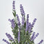 Lavender Bush Dark Purple