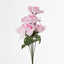 Rose Bush Asstd AB Box of 60 - Pack of 60