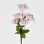 Rose Bush Asstd B Box of 60