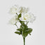 Rose Bush Asstd B Box of 60