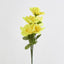 Rose Bush Asstd C Box of 60