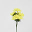 Waterlily Bush Asstd Box of 60 - Pack of 60