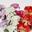 Carnation Bush B Asstd Box of 60 - Pack of 60